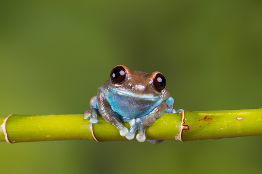 Ruby eyes tree frog sat on some bamboo