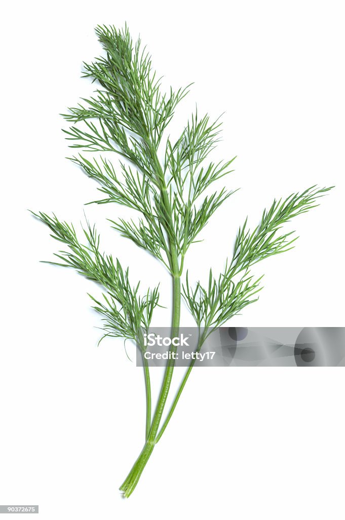 Single green sprig of dill plant One branch of dill with a central, thicker light green stem and two slender ones at the sides isolated on a white background.  At the top of each stem, there are numerous finely divided leaves. Dill Stock Photo