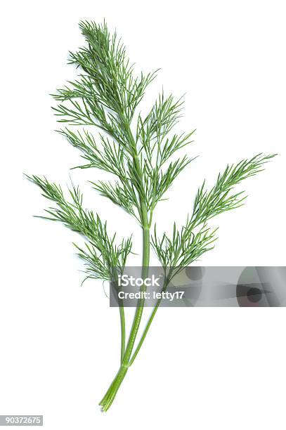 Single Green Sprig Of Dill Plant Stock Photo - Download Image Now - Dill, Fennel, Cut Out