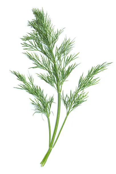 One branch of dill with a central, thicker light green stem and two slender ones at the sides isolated on a white background.  At the top of each stem, there are numerous finely divided leaves.