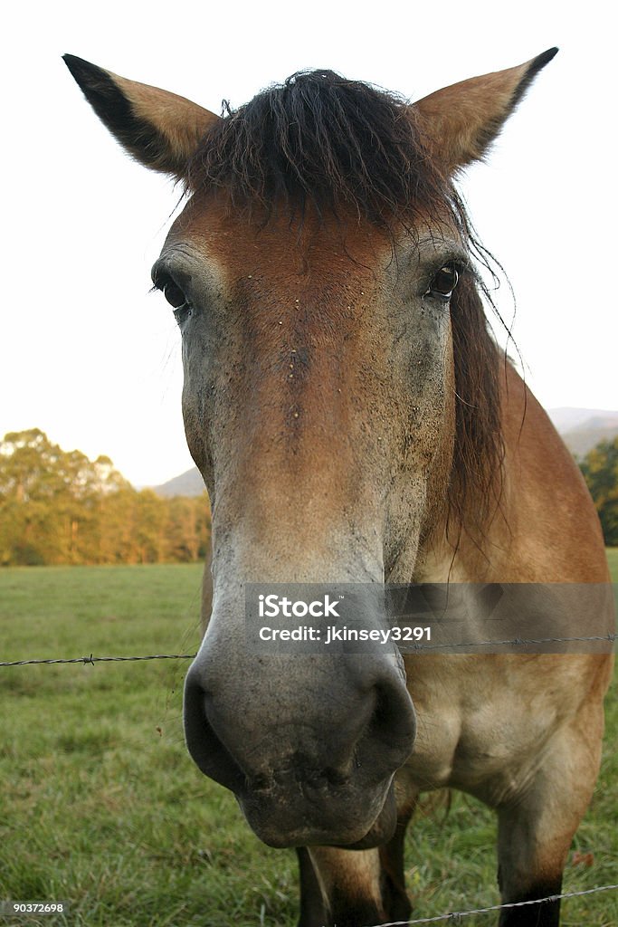 Pferd in der Bucht - Lizenzfrei Appalachen-Region Stock-Foto