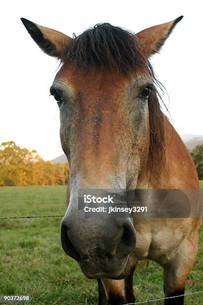 Pferd In Der Bucht Stockfoto und mehr Bilder von Appalachen-Region - Appalachen-Region, Farbbild, Fotografie