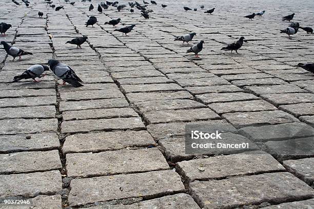 Photo libre de droit de Ces Pigeons banque d'images et plus d'images libres de droit de Aile d'animal - Aile d'animal, Avoir faim, Bec