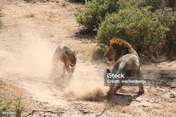 Lions Спаривания 7 — стоковые фотографии и другие картинки Samburu National Park - Samburu National Park, Агрессия, Африка