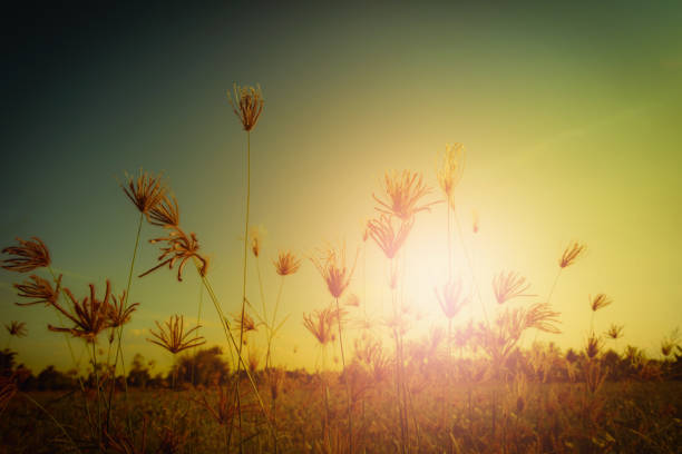 istock Abstract meadow background with grass in the meadow and sunset, Vintage Warm tones. Selective focus. 903730268
