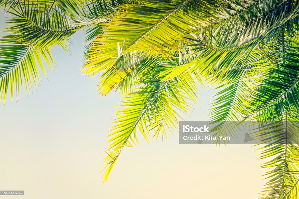 Beautiful Toned sunlight Palm leaves background with copy space Freedom Stock Photo