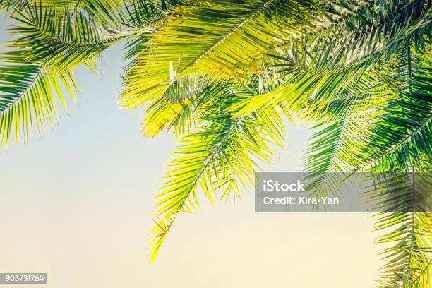 Beautiful Toned Sunlight Palm Leaves Background With Copy Space Stock Photo - Download Image Now