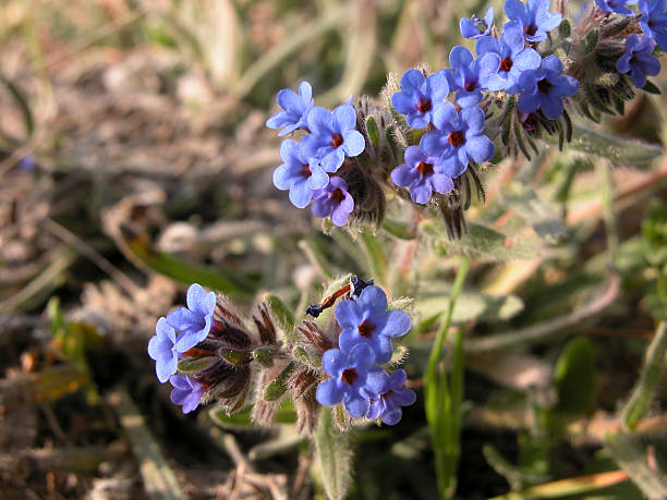 istock Germander Speedwell wildflower.  Veronica Chamaedrys 90373229
