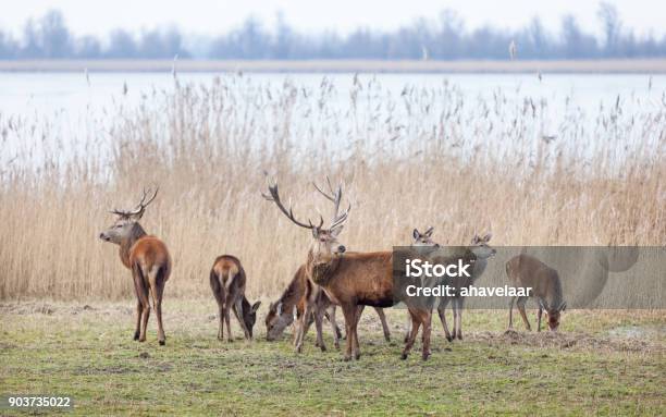 Male Red Deer In Oostvaarders Plassen Near Lelystad In The Netherlands Stock Photo - Download Image Now