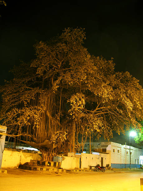 arbre de nuit - peepal photos et images de collection