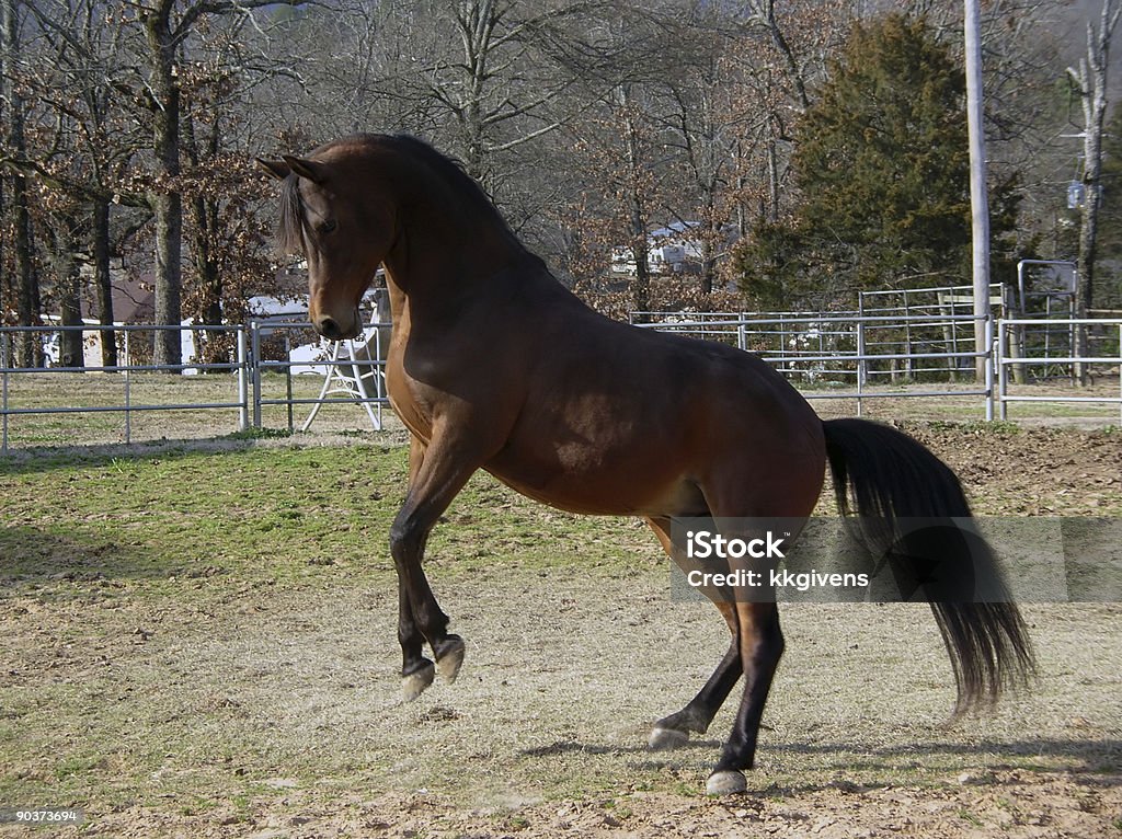 Empinando - Foto de stock de Cavalo - Família do cavalo royalty-free