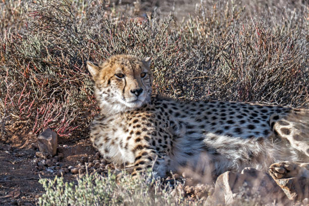 istock Cheetah lying on side  in the sun, South Africa 903737482