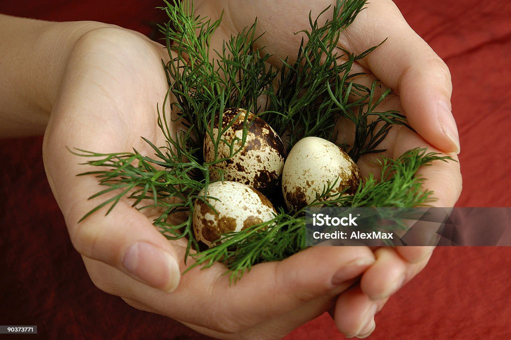 Перепелиное яйцо и зеленью в руки - Стоковые фото Белый роялти-фри