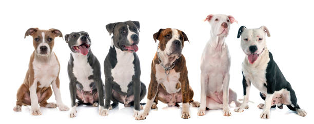 istock group of american staffordshire  terrier 903737722