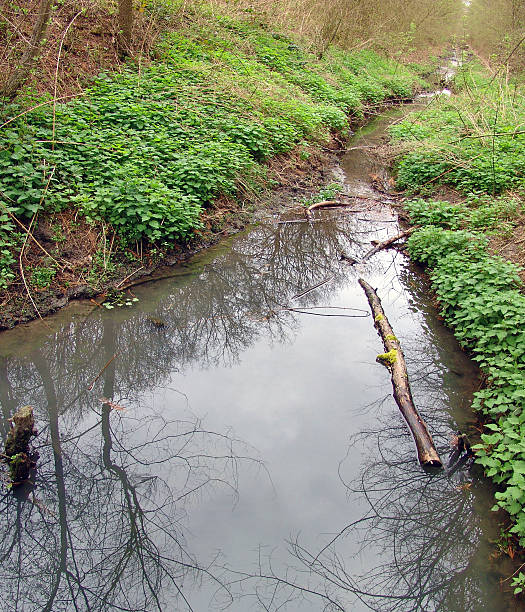 Brook in forest. stock photo