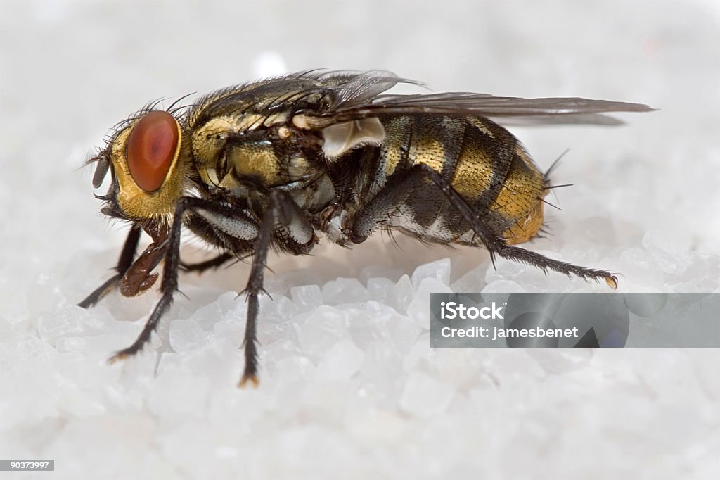 Fly on Sugar (Macro)  Housefly Stock Photo