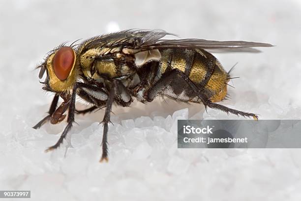 Fly On Sugar Stock Photo - Download Image Now - Housefly, Animal Hair, Animal Wing