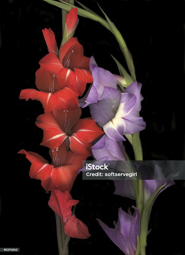 Viola e rosso Gladiolas - Foto stock royalty-free di Aromaterapia