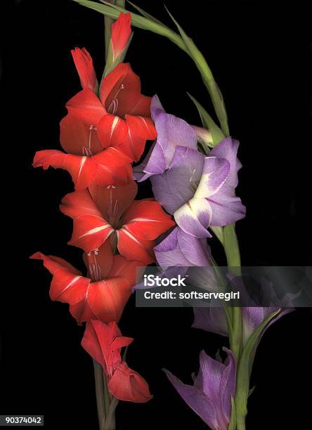 Viola E Rosso Gladiolas - Fotografie stock e altre immagini di Aromaterapia - Aromaterapia, Bouquet, Cibo biologico