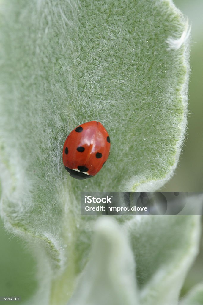 성녀 야생조류 on Stachys - 로열티 프리 검은색 스톡 사진