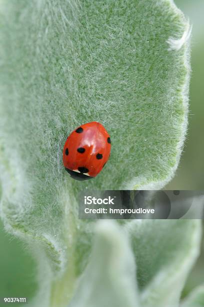 성녀 야생조류 On Stachys 검은색에 대한 스톡 사진 및 기타 이미지 - 검은색, 무당벌레, 빨강