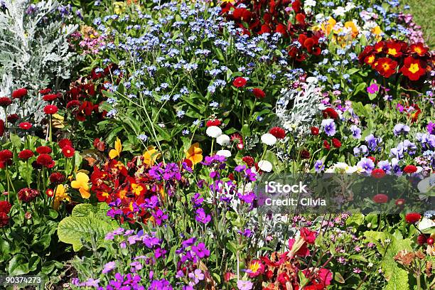 Fiori Di Primavera - Fotografie stock e altre immagini di Aiuola - Aiuola, Ambientazione esterna, Aprile