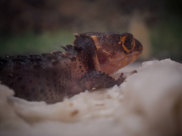Close Up  Red-eyed Crocodile Skink.
