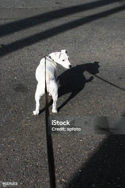 Terrier Stockfoto und mehr Bilder von Über die Schulter blicken - Über die Schulter blicken, Jack Russell, Abschied