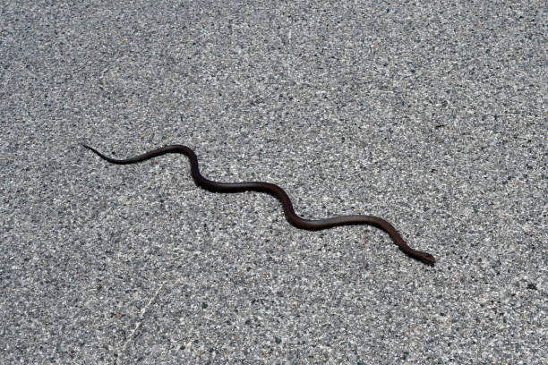 istock Australia, Zoology, reptile, 903743408