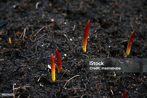 Die Erste Tulpen Stockfoto und mehr Bilder von Bemühung - Bemühung, Erdreich, Farbbild