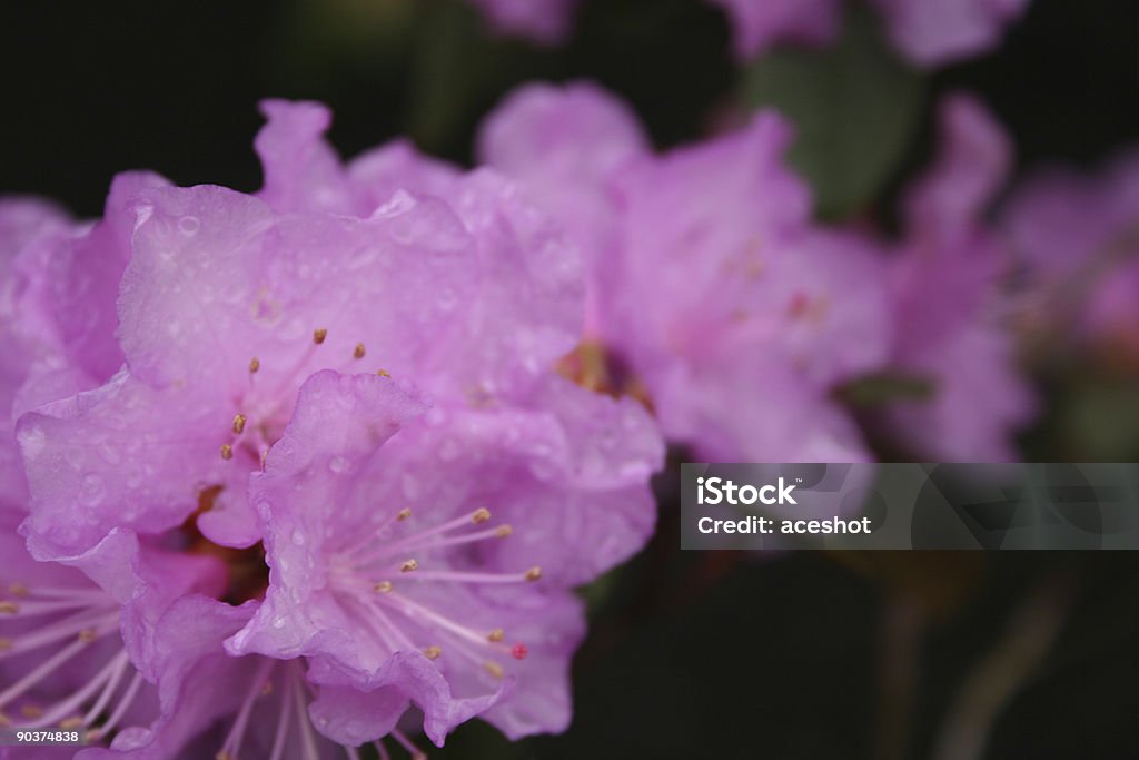 Rhododendron progresji choroby - Zbiór zdjęć royalty-free (Bez ludzi)