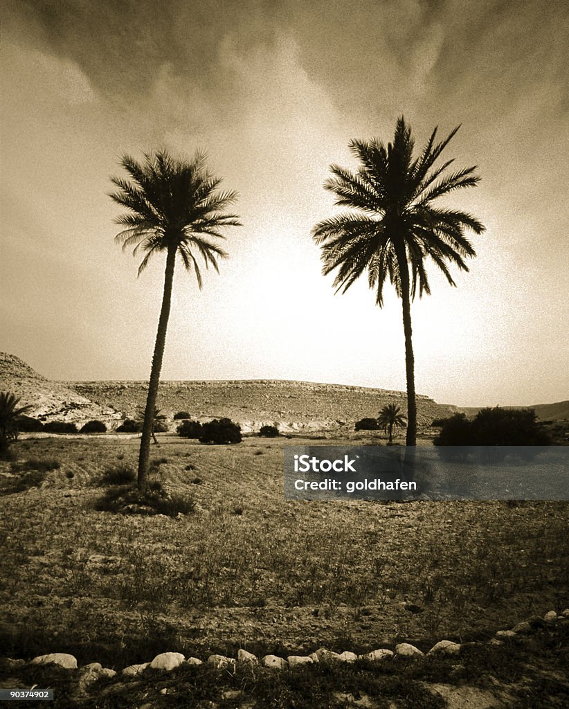 Palmeras - Foto de stock de Anticuado libre de derechos