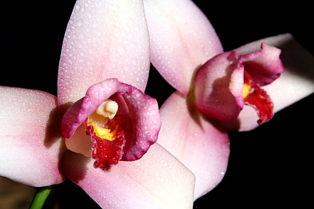 Lycaste Skinneri Orchid  skinneri stock pictures, royalty-free photos & images