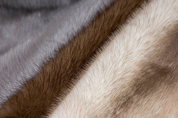 Three colours of mink fur  mink fur stock pictures, royalty-free photos & images