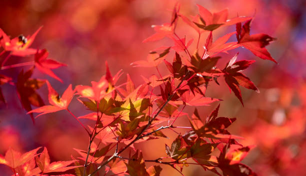 istock Red maple leaves with soft focus of red maple leaves 903752148