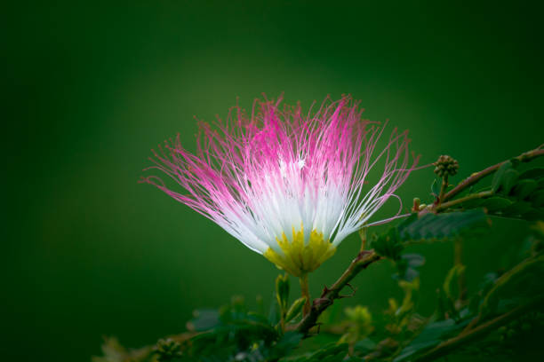 A flower, sometimes known as a bloom or blossom, is the reproductive structure found in flowering plants. The biological function of a flower is to effect reproduction, usually by providing a mechanism for the union of sperm with eggs.