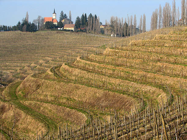 슬로베니아, jeruzalem - slovenia vineyard grape jeruzalem 뉴스 사진 이미지