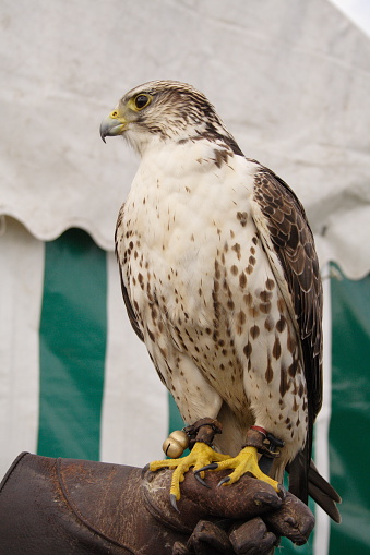 Falcon on hand