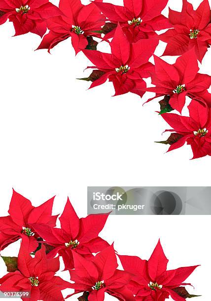 Photo libre de droit de Décorations De Noël Rouge Poinsettia banque d'images et plus d'images libres de droit de Affectueux - Affectueux, Amour, Blanc