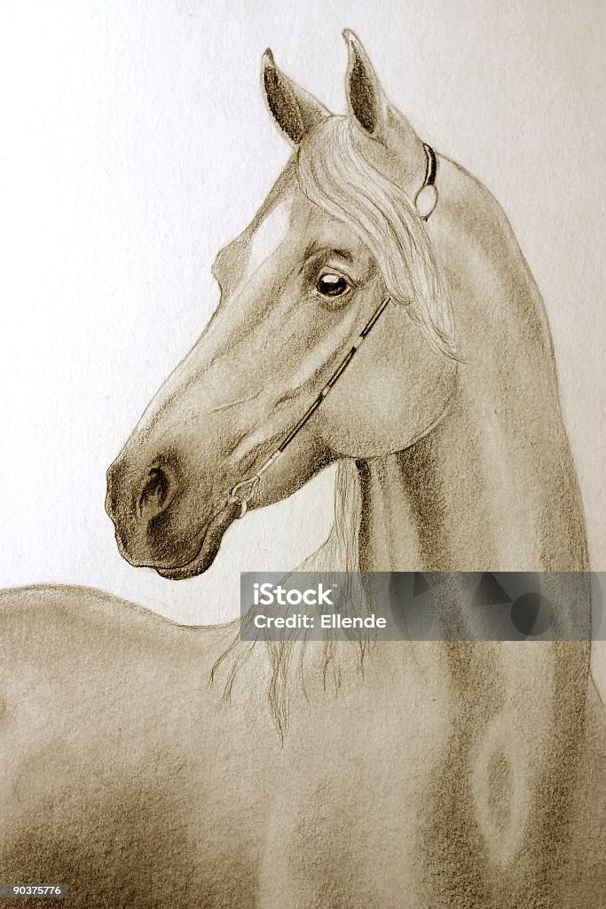 Ritratto di Cavallo arabo - Foto stock royalty-free di Animale Ritratto di Cavallo arabo - Foto stock royalty-free di Animale