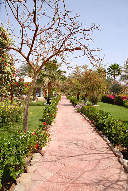 Hotel garden Landscaped tropical garden with paving stones,Egypt. ornamental garden palm tree bush flower stock pictures, royalty-free photos & images
