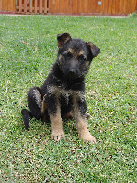 Cão Pastor Alemão do cachorrinho - foto de acervo