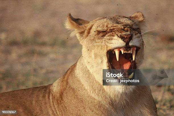 Bocejar Leoa Ser Hassled Por Voa - Fotografias de stock e mais imagens de Animais caçando - Animais caçando, Animal selvagem, Ansiedade