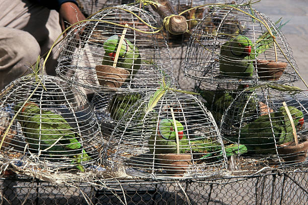 Rose ringed parakeets for sale  chitwan national park photos stock pictures, royalty-free photos & images