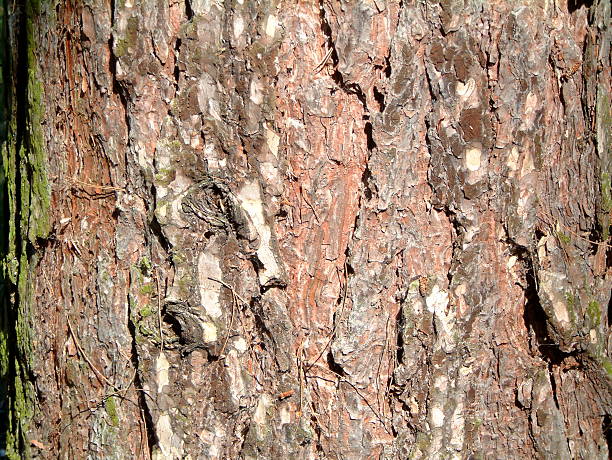 Textura da Casca de Árvore - fotografia de stock