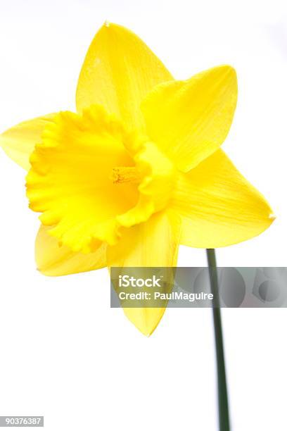 Daffodil Stock Photo - Download Image Now - April, Beauty, Beauty In Nature