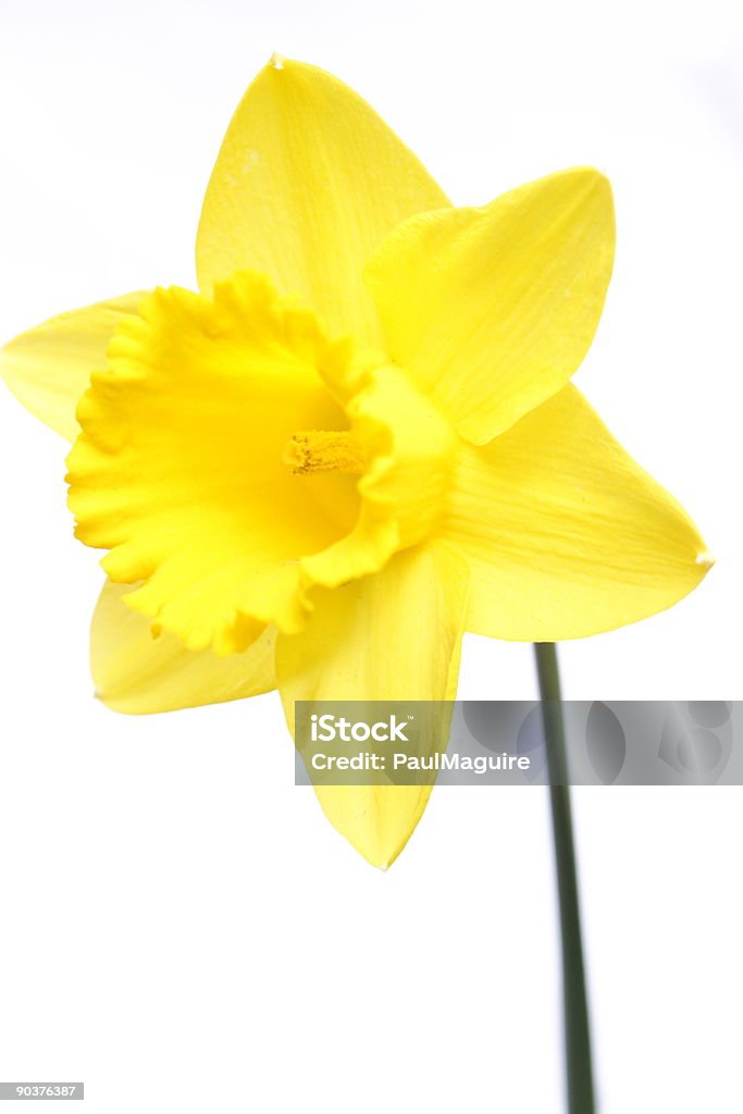 Нарцисс жёлтый - Стоковые фото Апрель роялти-фри