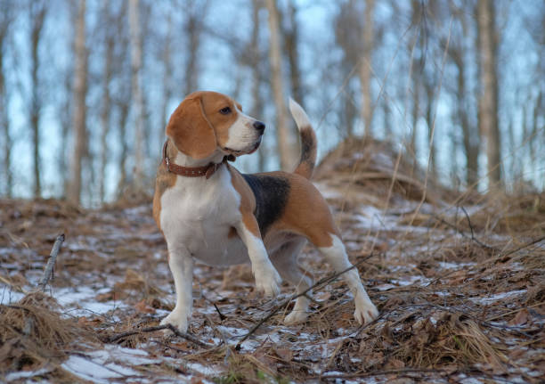 Beagle dog on a walk and a winter forest on a Sunny day