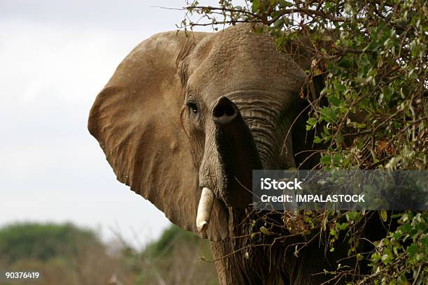 Elefante - Fotografie stock e altre immagini di Africa - Africa, Animale da safari, Animale selvatico