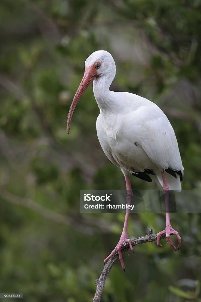 Ibis blanc - Photo de Arbre libre de droits